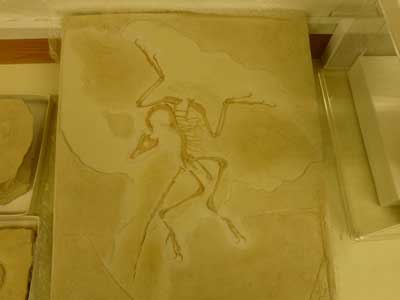 5---Archaeopteryx-fossil-.jpg